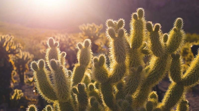 冒险岛觉醒希拉：平民玩家生存指南