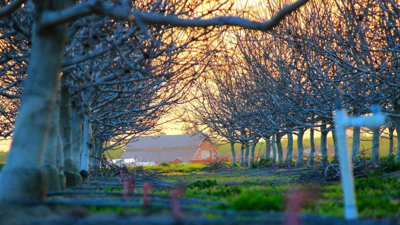 揭秘九尾狐：那些你不知道的隐藏技巧