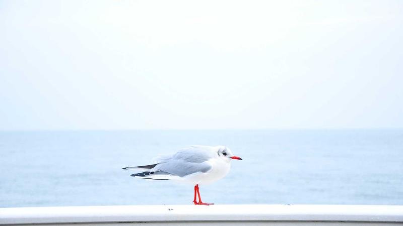 冒险岛蓝宝石海岸攻略：从入门到精通