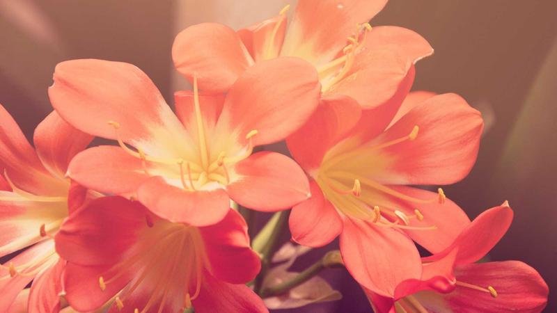 冒险岛游戏攻略图2