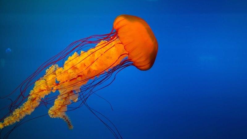 冒险岛游戏攻略图2