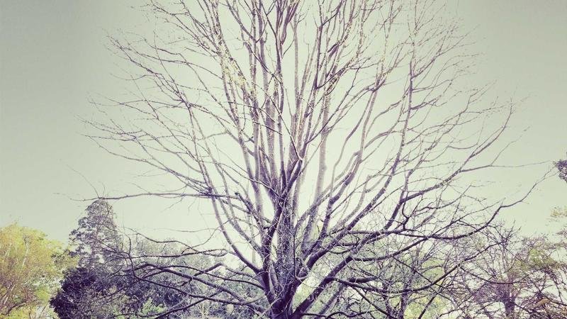 冒险岛红宝石高原：平民玩家生存指南