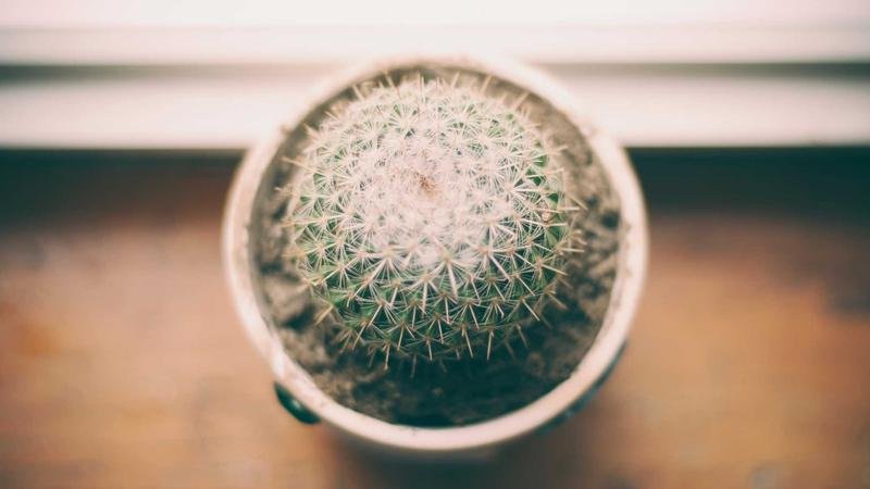 黑龙王职业深度解析：技能连招与加点推荐