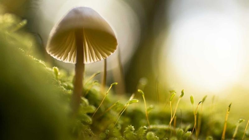 冒险岛好友故事进阶指南：快速提升战力