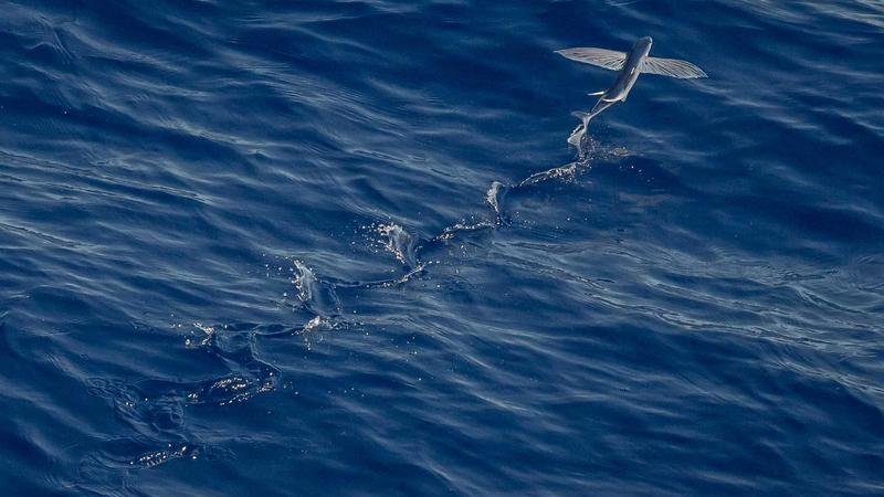 冒险岛游戏攻略图2